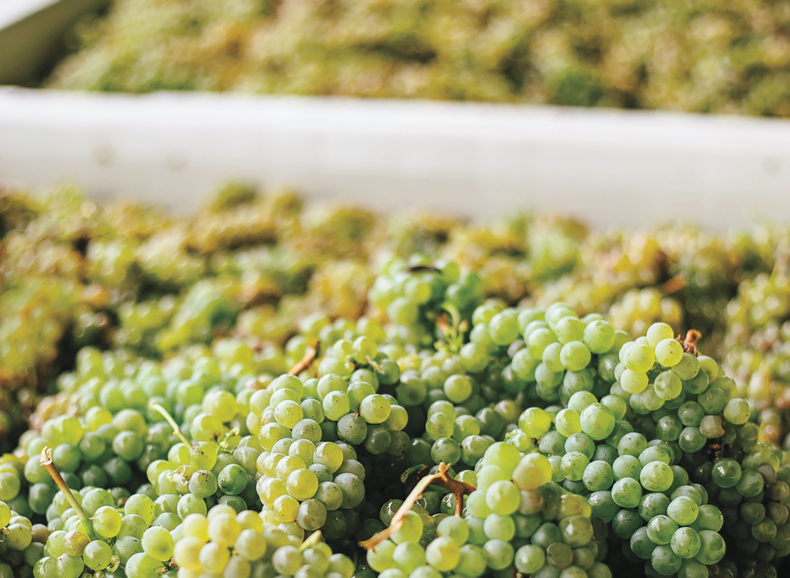 Chardonnay grapes