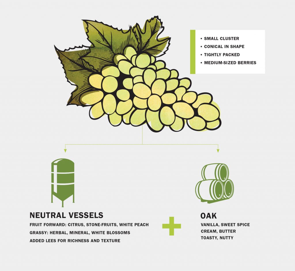sauvignon blanc infographic