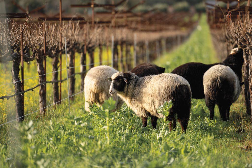 Spottswoode Estate Vineyard & Winery