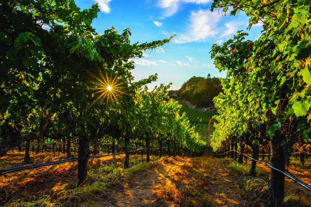 sunlight streaming through grape vineyards