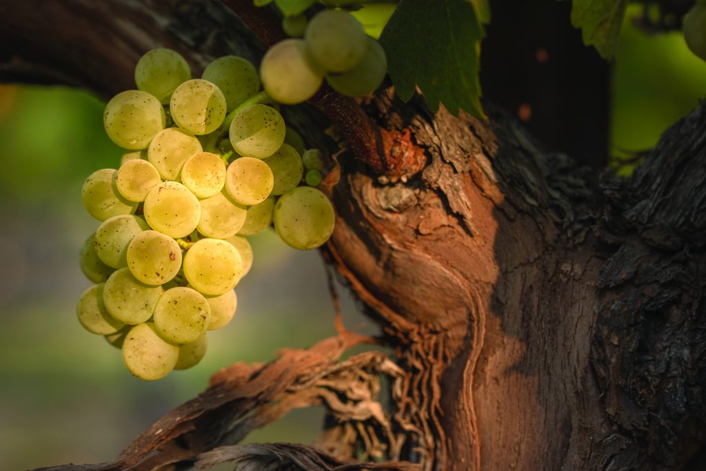 close up of white grapes on the vine in sunlight